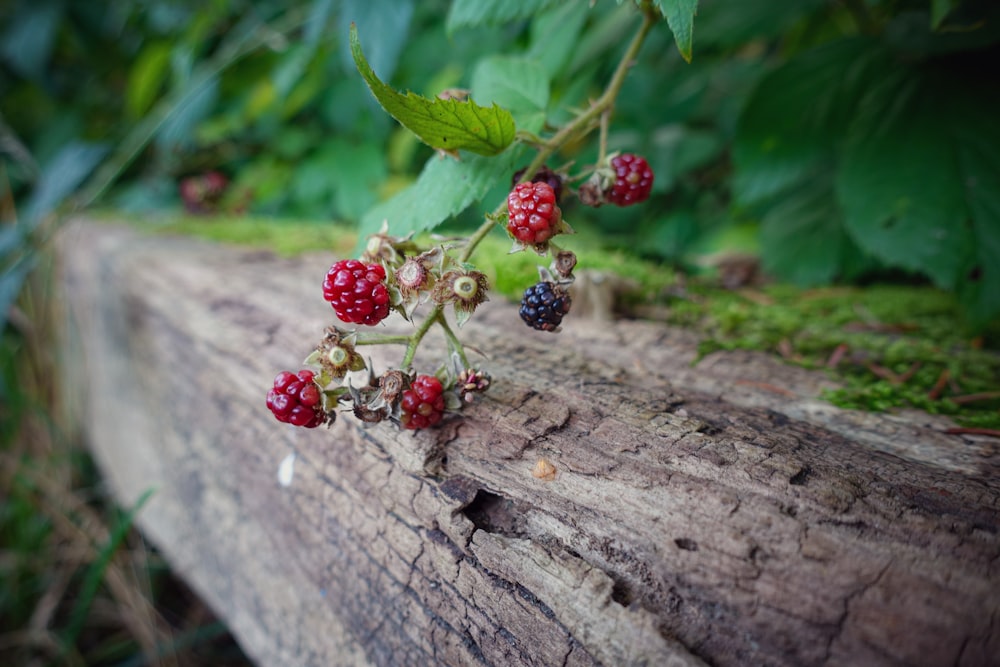 red round fruits on brown wooden log