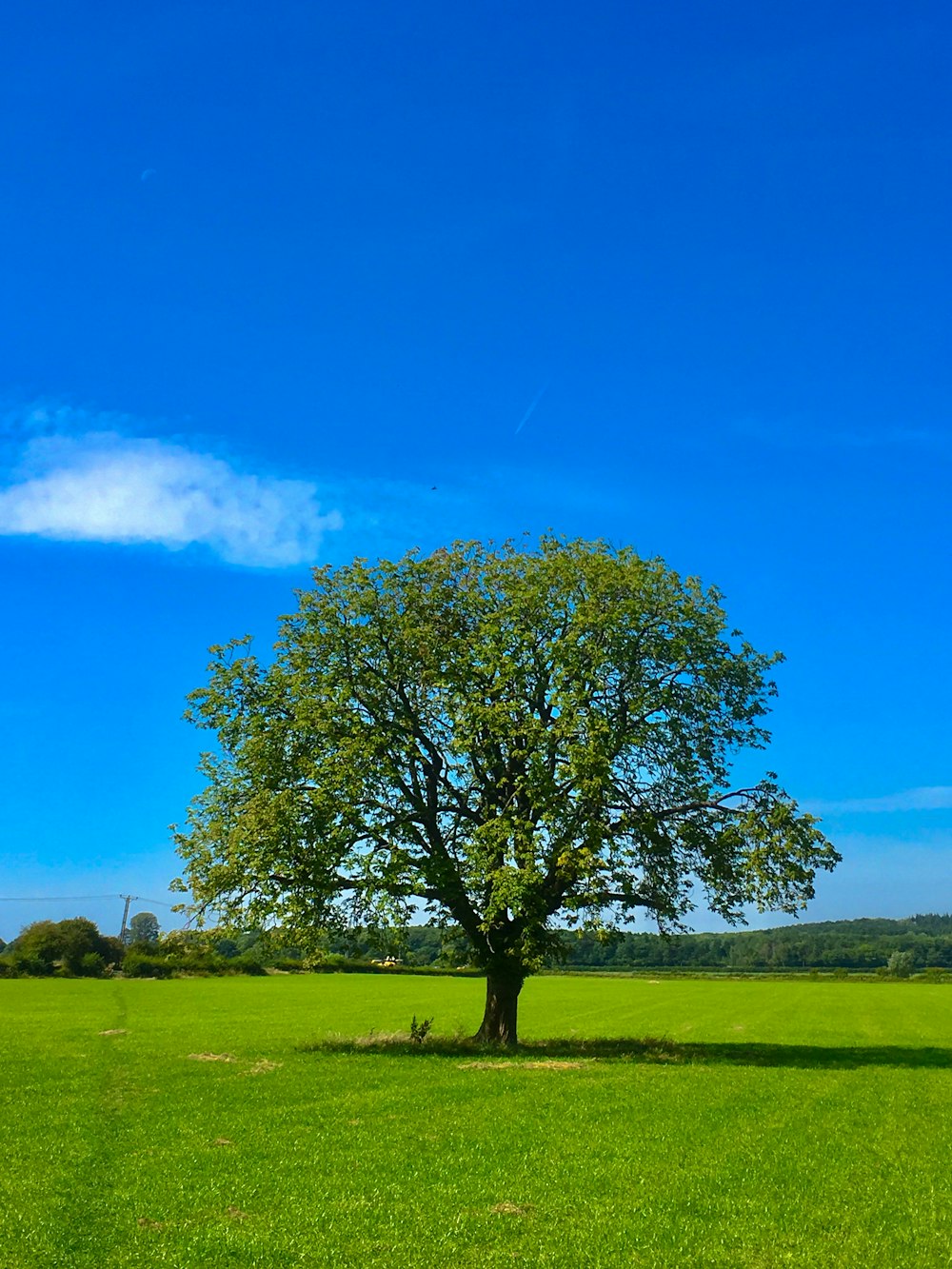 arbre vert sur le champ d’herbe verte sous le ciel bleu pendant la journée