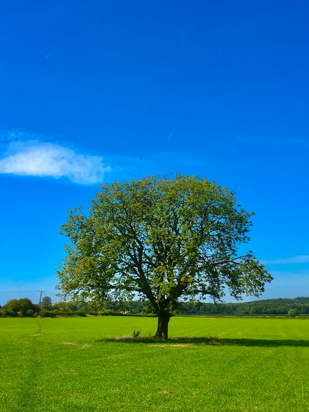 昼間の青空の下、緑の芝生に緑の木