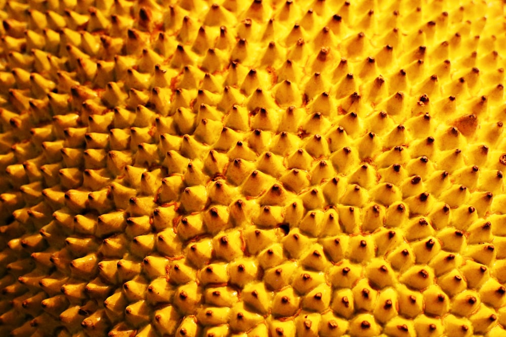 yellow and black sunflower seeds