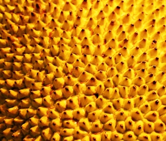 yellow and black sunflower seeds