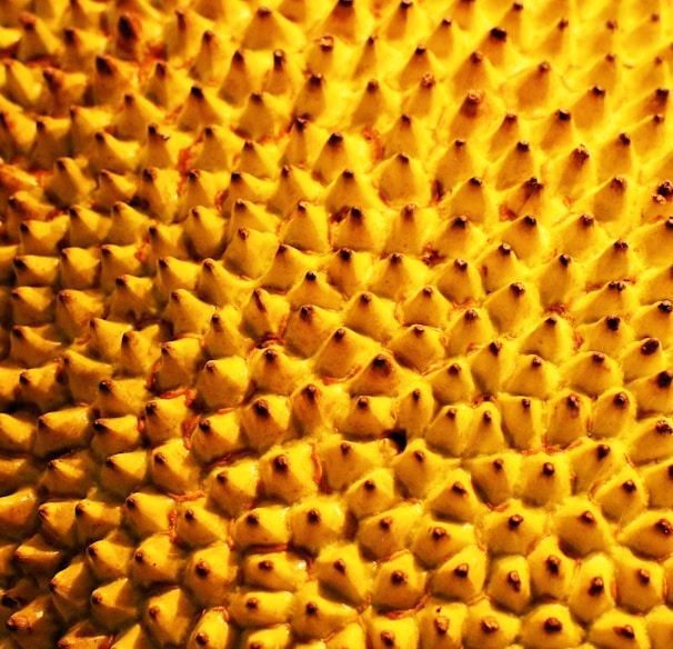 yellow and black sunflower seeds