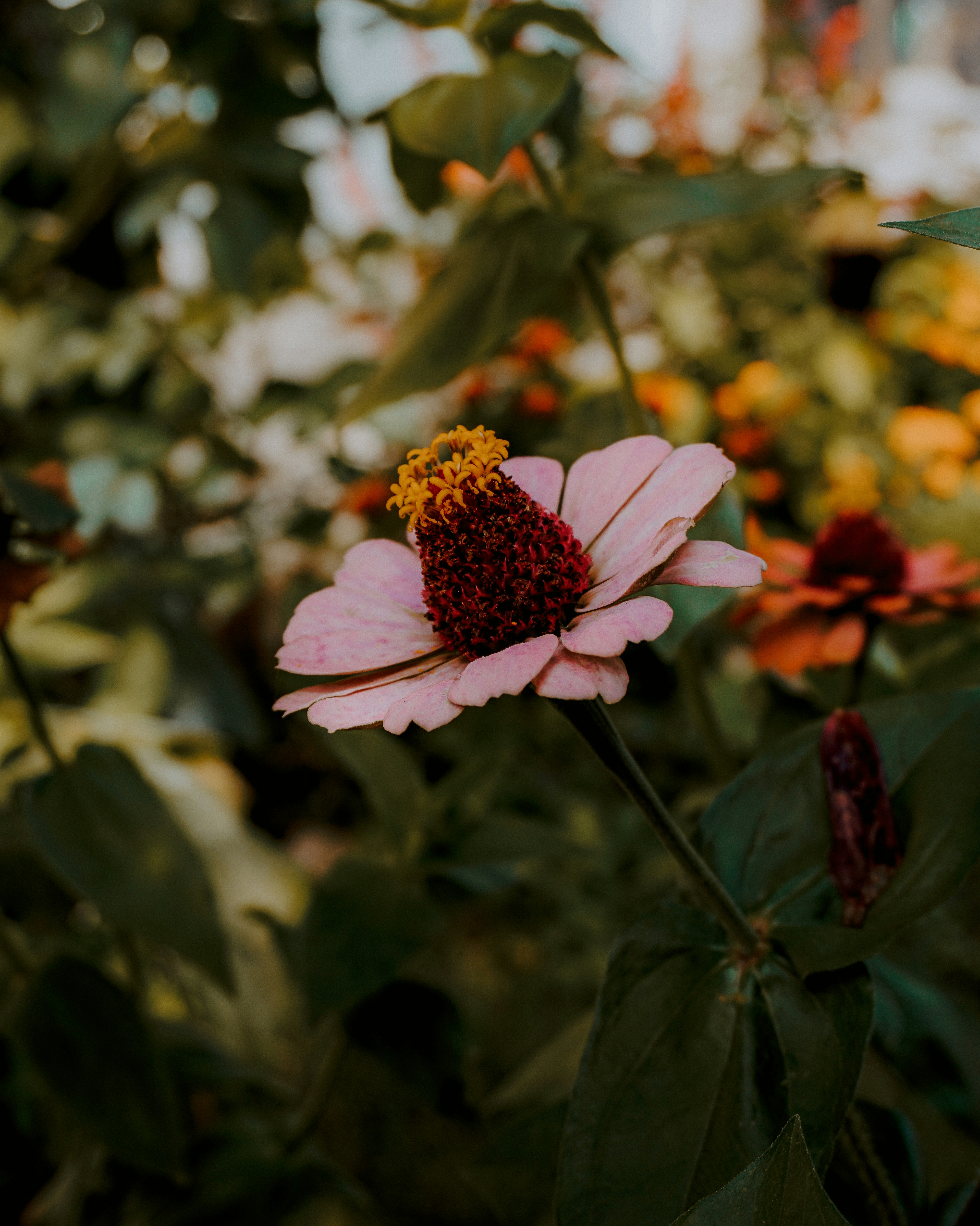 pink and white flower in tilt shift lens