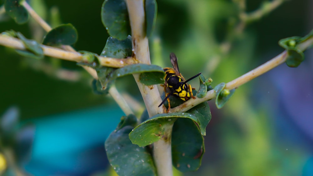 yellow and black bee on green plant