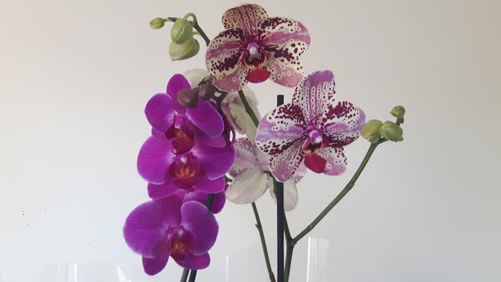 purple moth orchids in close up photography