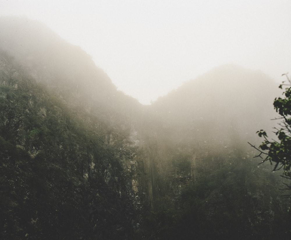 green trees on mountain during daytime