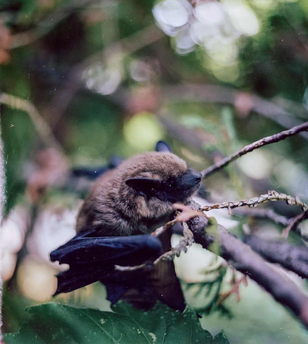 brown and black bird on tree branch during daytime