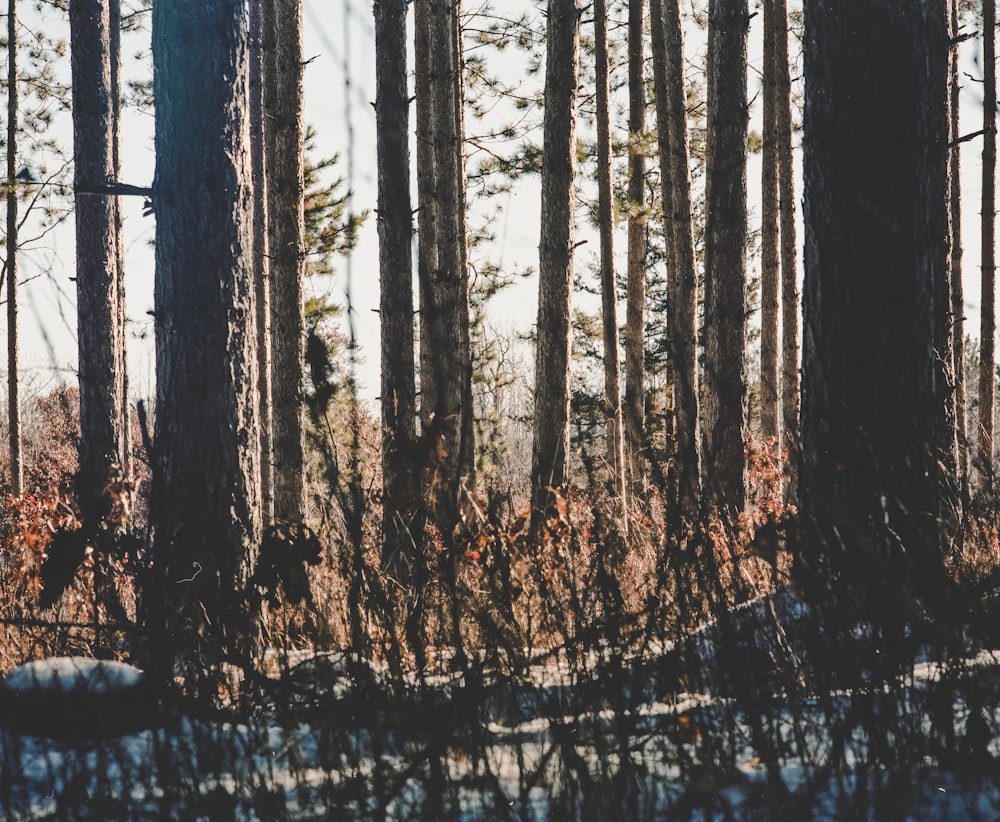 brown trees on snow covered ground during daytime