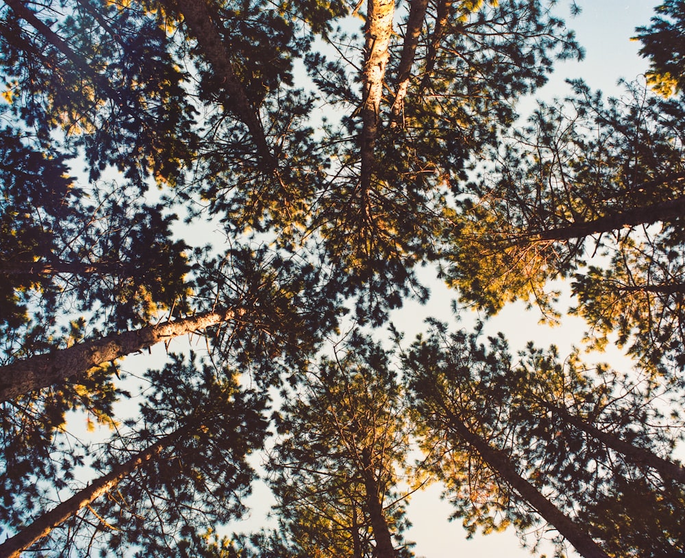 green and brown tree under blue sky during daytime