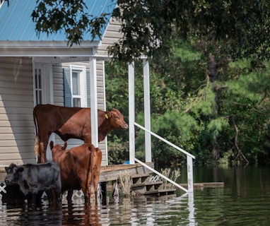 brown horse on water during daytime