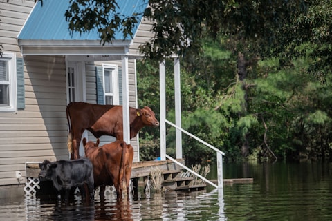 brown horse on water during daytime