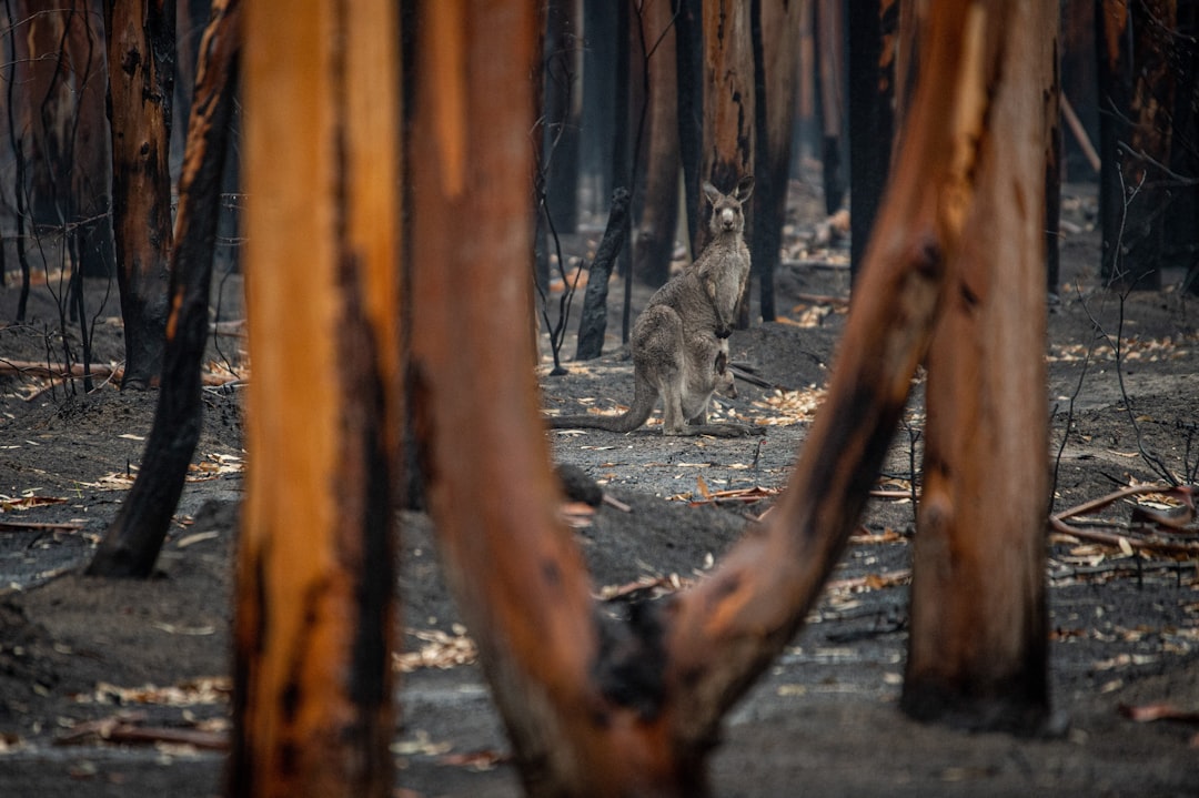 photo of Mallacoota VIC Forest near Green Cape