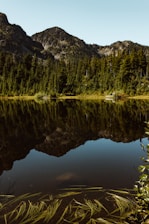 green trees beside lake during daytime