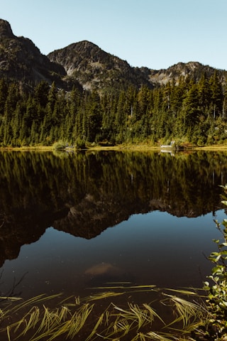 green trees beside lake during daytime