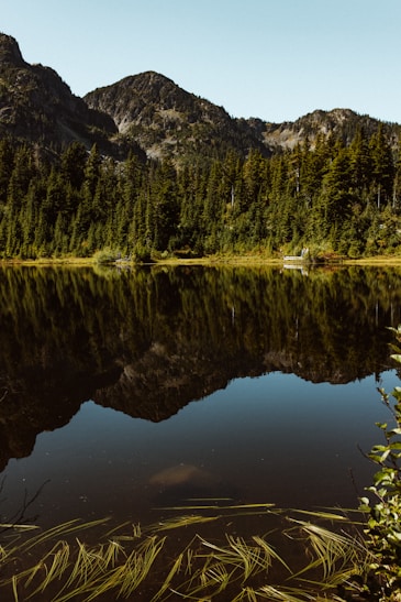 green trees beside lake during daytime