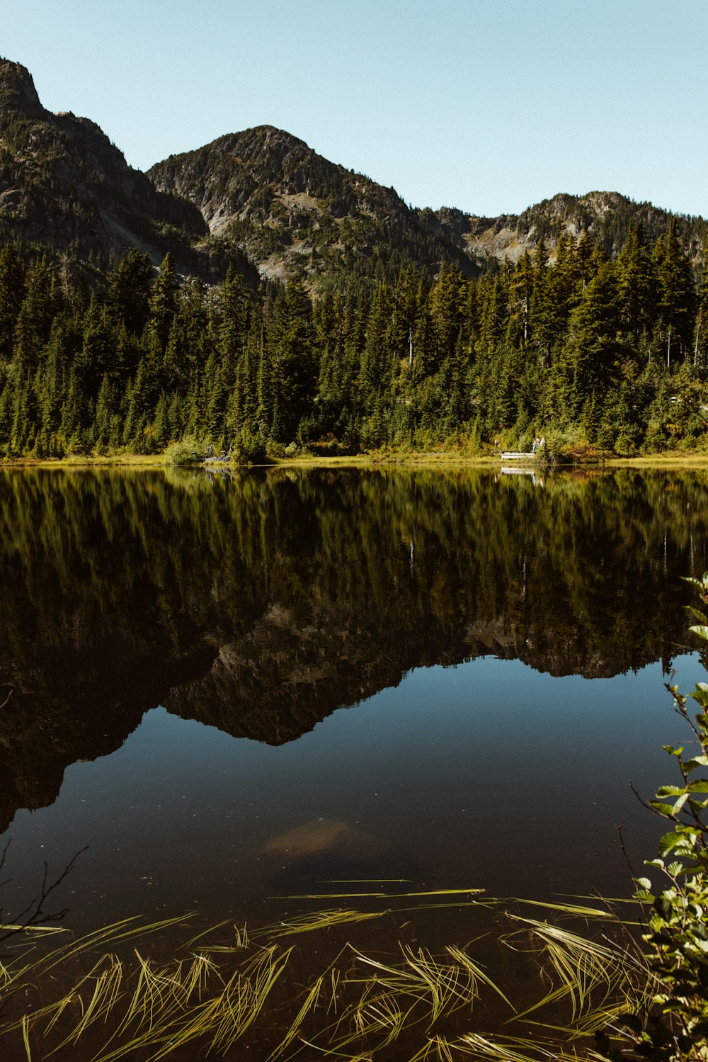 green trees beside lake during daytime