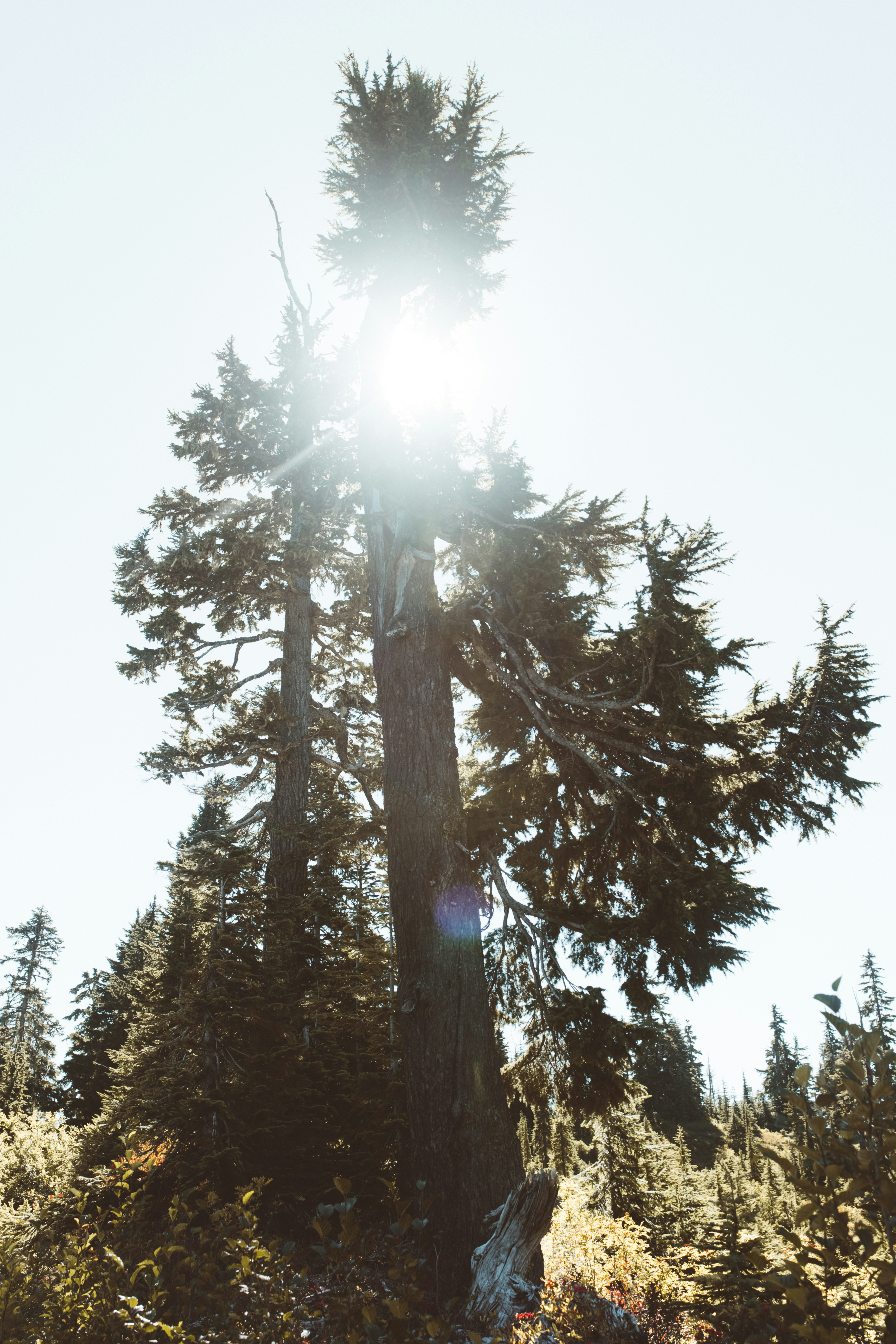 green and brown tree during daytime