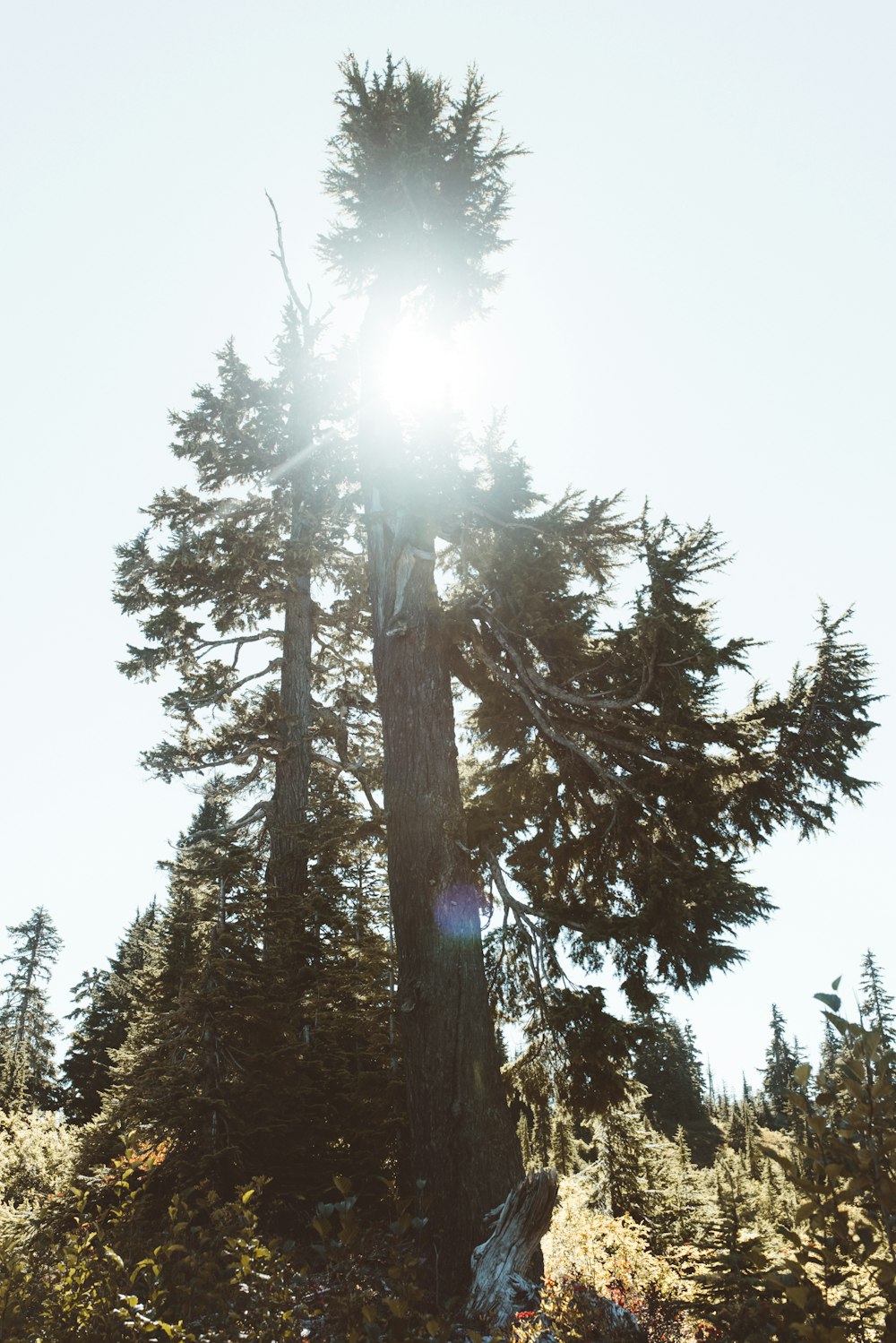 árbol verde y marrón durante el día