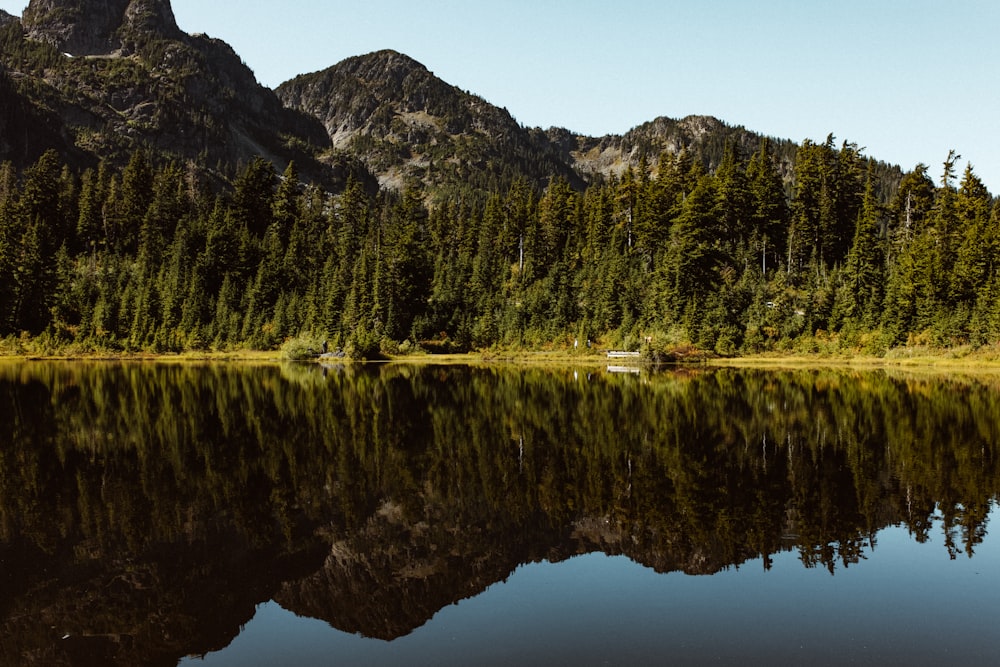 alberi verdi vicino al lago durante il giorno