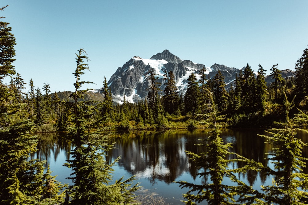 green trees near snow covered mountain during daytime