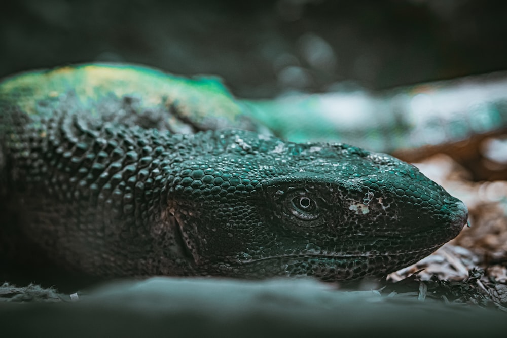 green and black crocodile in close up photography