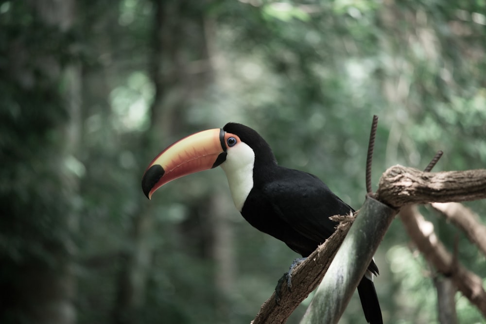 black and yellow bird on brown tree branch