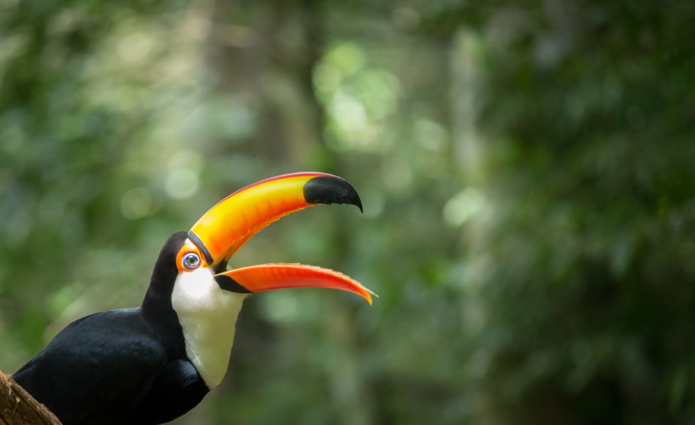 oiseau noir et jaune sur branche d’arbre brun