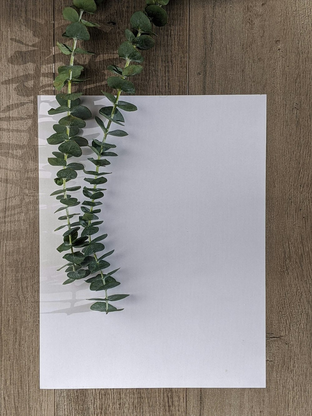 Grüne Pflanze auf weißem Papier