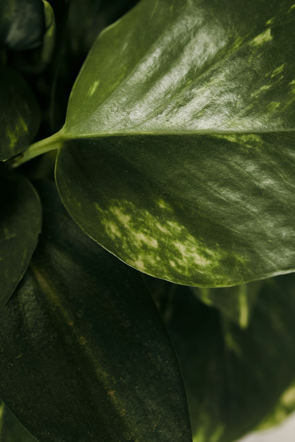 planta de hoja verde en fotografía de primer plano