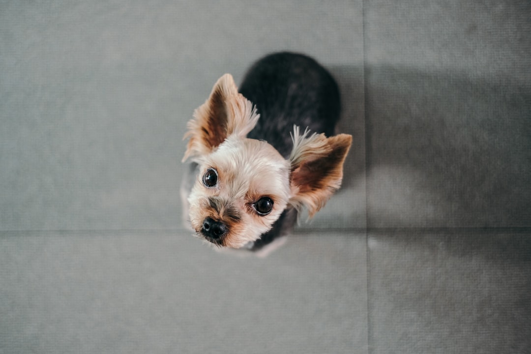 white and black long coat small dog