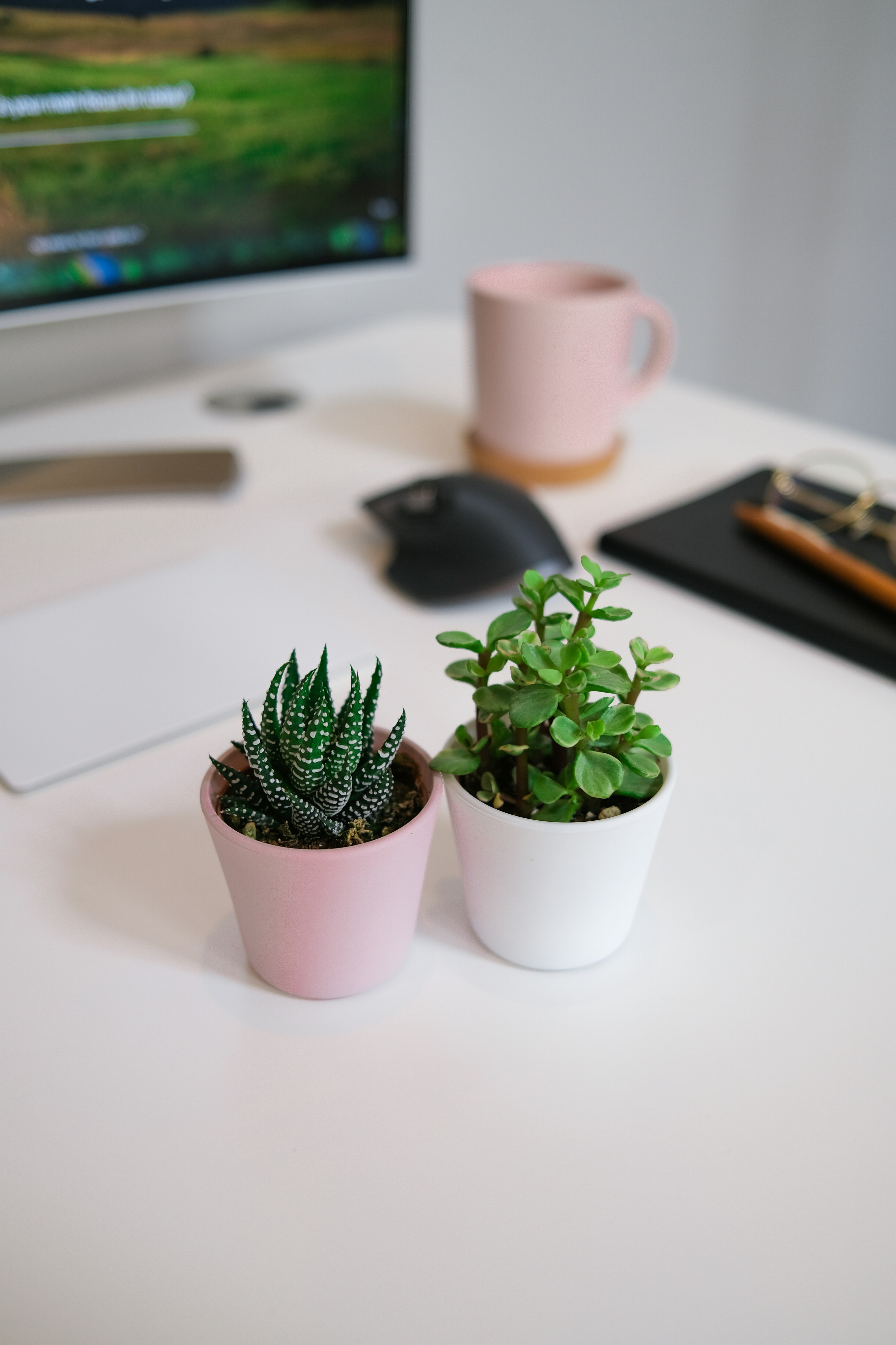 Two succulents in pots on a desk.