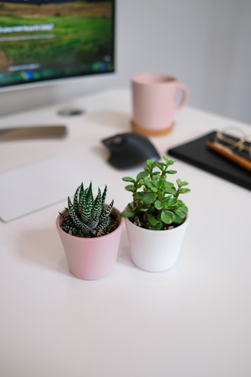 Two succulents in pots on a desk.