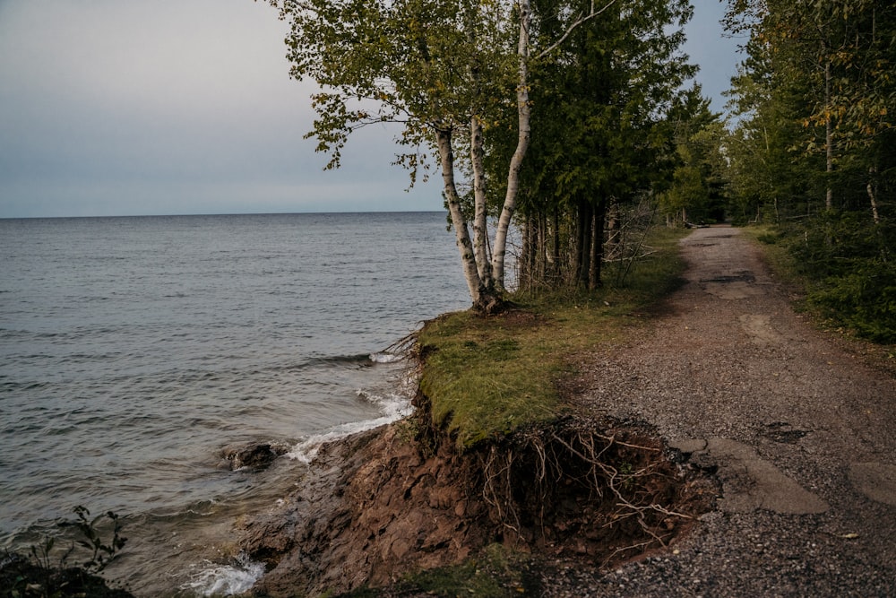 green tree near body of water during daytime