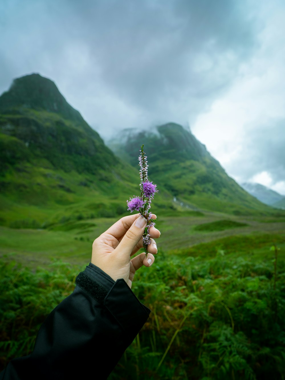 purple and white flower on persons hand