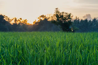 A team setting up sensors in a lush green field under soft morning light.