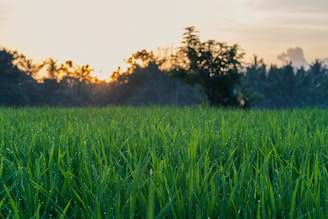 A serene green field bathed in morning sunlight with dew on the grass, symbolizing growth and care.