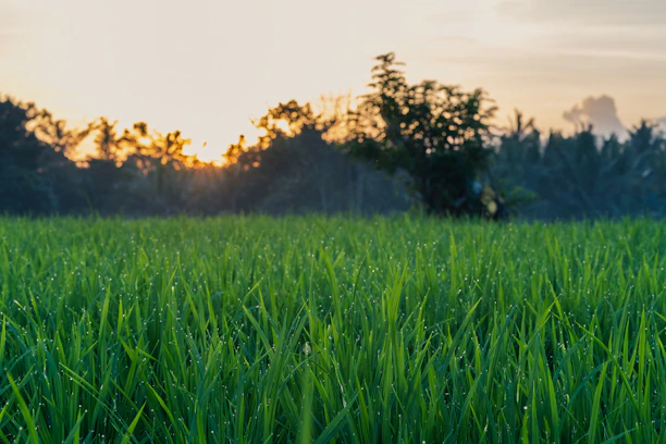 A sleek digital interface overlaying a lush green farm field at sunrise.