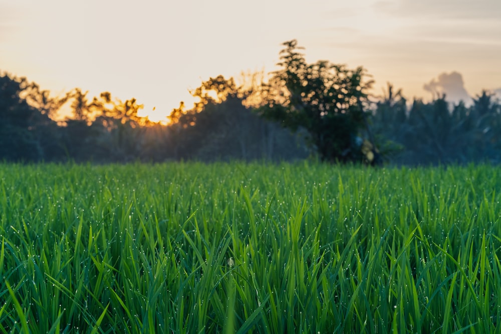 Grünes Grasfeld bei Sonnenuntergang