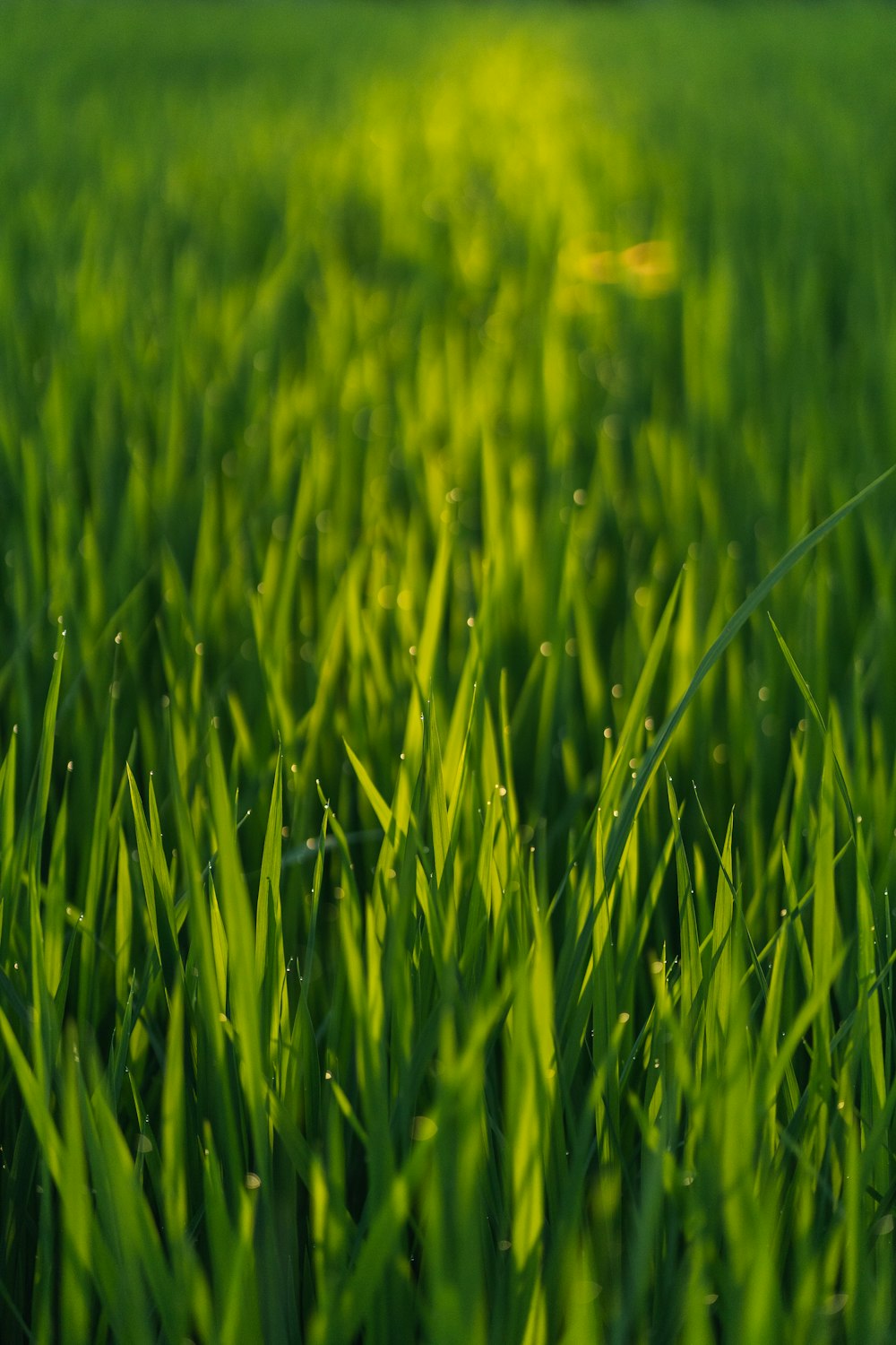 green grass field during daytime