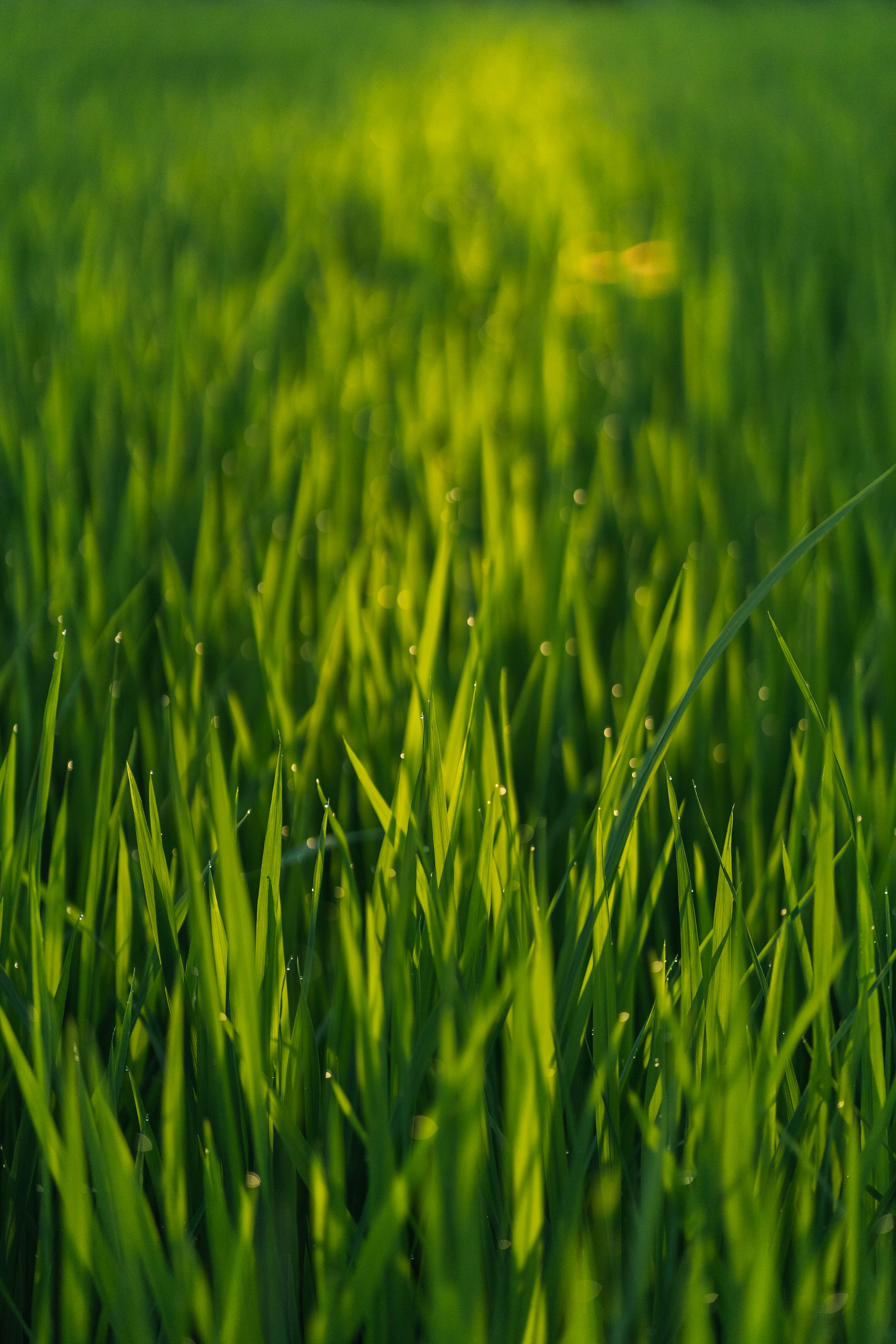 green grass field during daytime
