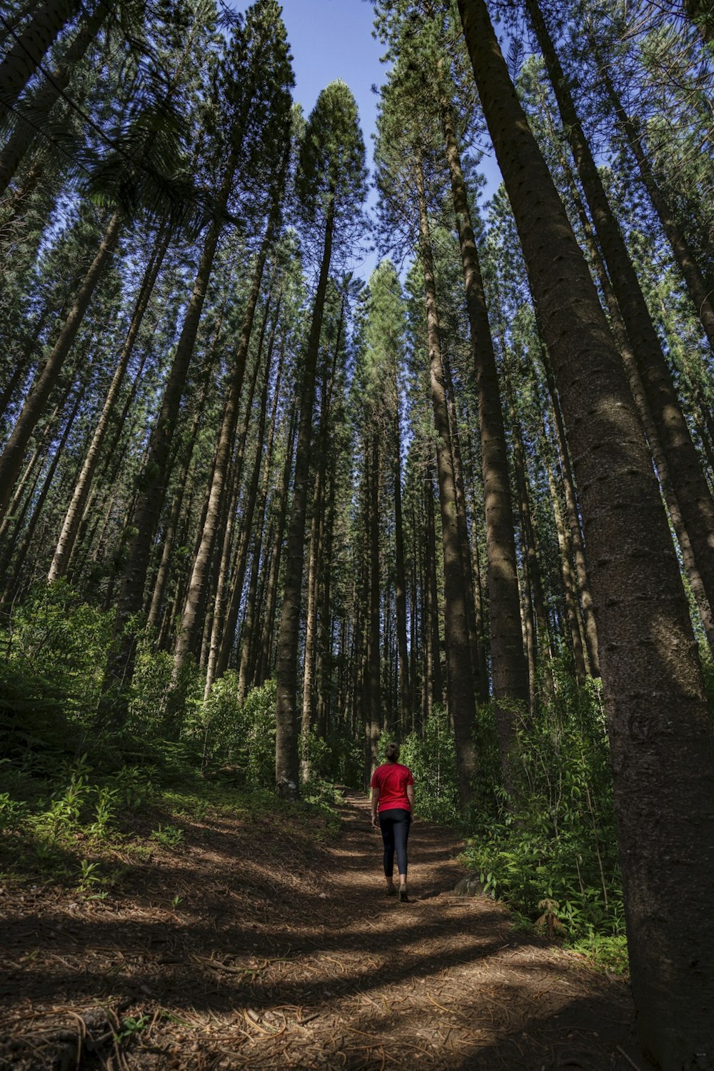 person in red jacket walking on forest during daytime