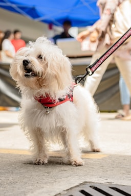 A fluffy white dog wearing a red harness stands on a city sidewalk. The background is slightly blurred, showing people walking and the canopy of a market stall in a vibrant blue color.