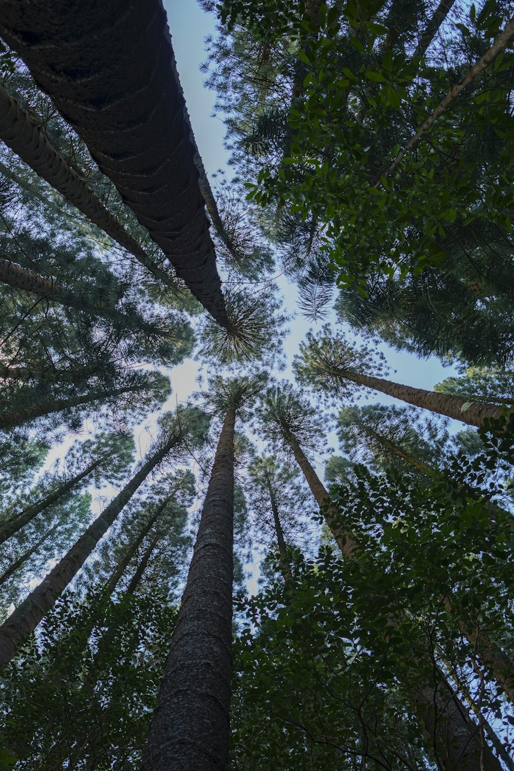 low angle photography of green trees during daytime