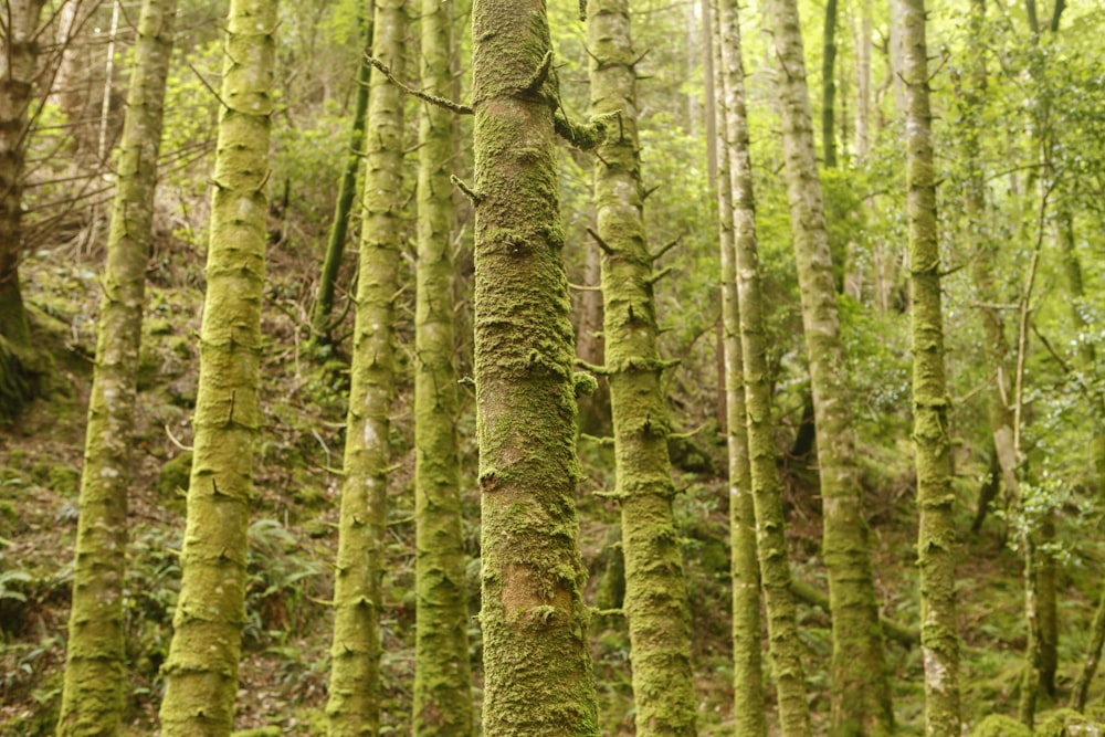 a forest filled with lots of tall green trees