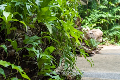 A dense cluster of bright green, leafy plants with various shapes and textures grows alongside a paved path. The background reveals more greenery and large stones, suggesting a lush, natural setting.