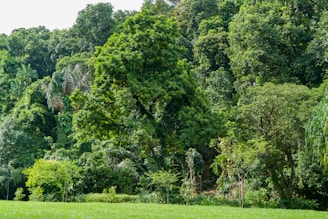 A vibrant forest background highlighting the importance of sustainability.