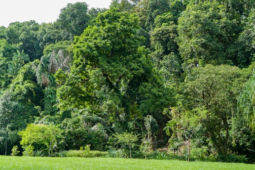 A vibrant forest background highlighting the importance of sustainability.