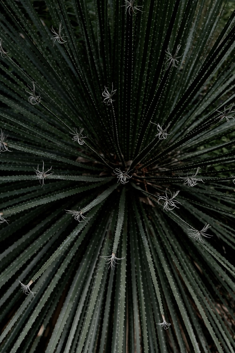 green and white leaf plant