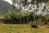 A serene image of a cow in a lush green field.