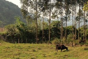 A serene image of a cow in a lush green field.
